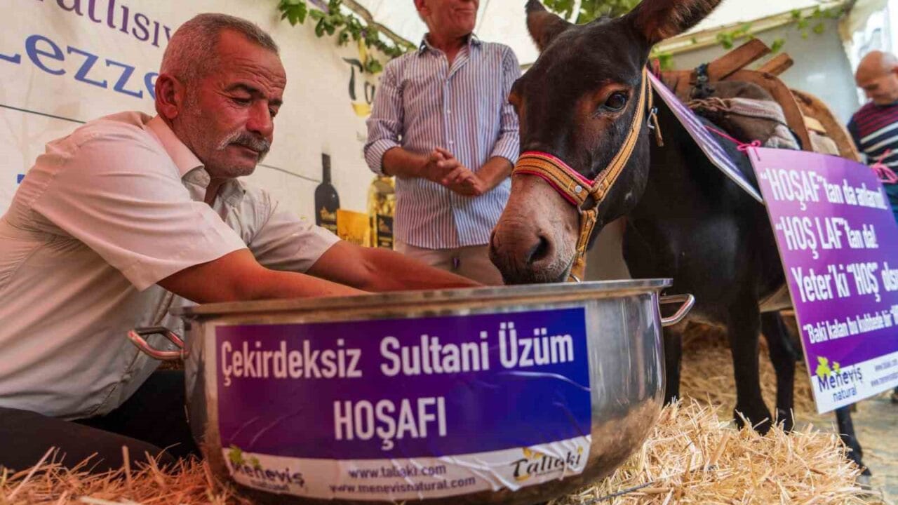 MANİSA’NIN SARUHANLI İLÇESİNDE DÜZENLENEN 19. ALTIN ÜZÜM VE KÜLTÜR FESTİVALİ’NDE ÜZÜM ÜRÜNLERİNİN TANITILDIĞI BİR STANTTA "EŞEK HOŞAFTAN NE ANLAR" ÖNYARGISININ KIRILMASI HEM DE ÜZÜM ÜRÜNLERİNE OLAN İLGİNİN ARTTIRILMASI AMACIYLA EŞEĞE HOŞAF İÇİRİLDİ. İLK DENEMELERE DİRENEN HOŞNUT İSİMLİ EŞEK SAHİBİNİN ZORLU İKNA SÜRECİ SONRASI HOŞAFTAN İÇEREK HEM RENKLİ GÖRÜNTÜLERE OLUŞTURDU HEM DE DEYİMİ BOŞA ÇIKARDI.