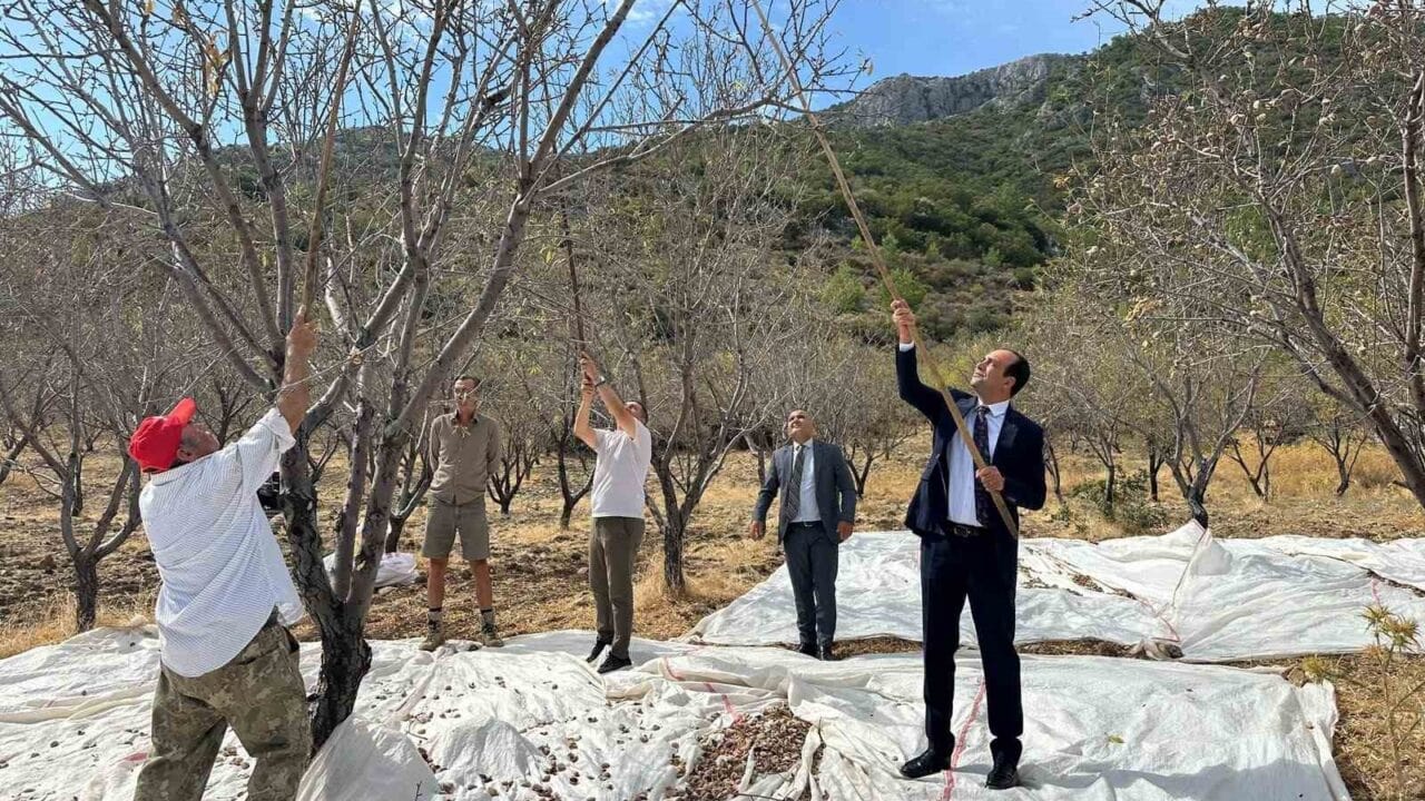 MUĞLA’NIN DATÇA İLÇESİNDE YAKLAŞIK 13 BİN 300 DEKAR ALANDA YETİŞTİRİLEN BADEMDE HASAT DEVAM EDERKEN, KAYMAKAM MURAT ATICI ÜRETİCİLERLE BİR ARAYA GELEREK BADEM HASADINA KATILDI.