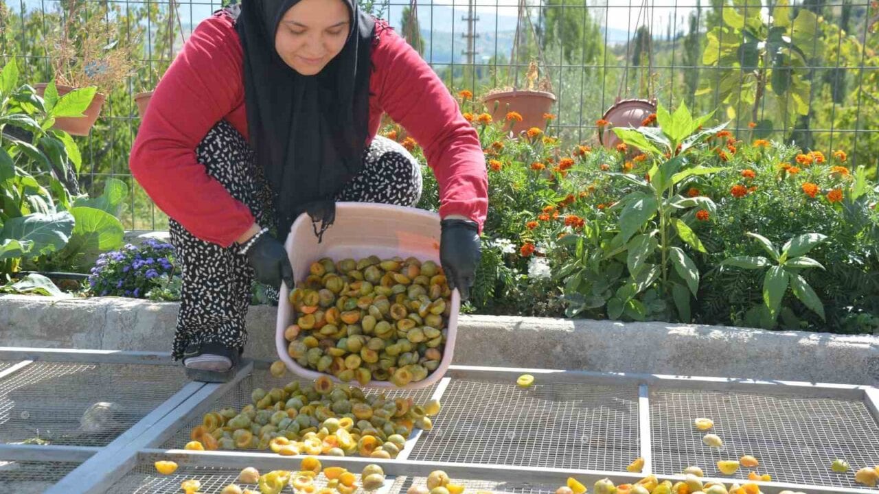 MANİSA’NIN DEMİRCİ İLÇESİNDE TAZE NAKLİYESİNDE ZORLUK YAŞANAN COĞRAFİ İŞARETLİ 138 YILLIK ‘FİGAN-İ EFENDİ ERİĞİ’, KADINLAR TARAFINDAN 4 GÜNDE KURUTULARAK YILIN 12 AYI YURT İÇİ VE YURT DIŞ PAZARLARA GÖNDERİLİYOR. İLAÇSIZ VE DOĞAL YÖNTEMLERLE İŞLENEN ERİKLER, ULUSLARARASI ANALİZ RAPORLARIYLA DÜNYA SOFRALARINDAKİ YERİNİ ALIYOR.