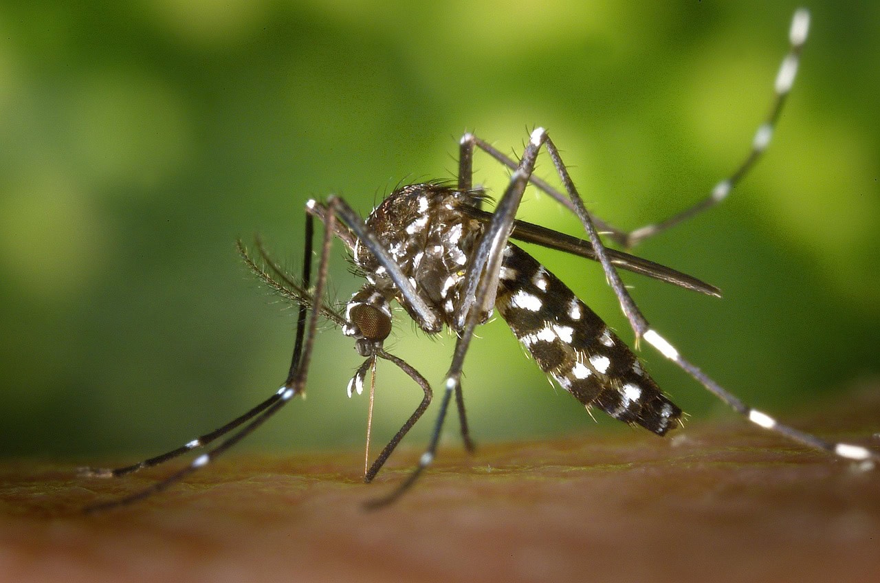 Photo by WikiImages | Kreisverwaltung Ahrweiler mosquito, insect, mosquito bite, blood sucker, blood sucking, tiger mosquito, forest mosquito, asian tiger mosquito, aedes albopictus, animal, nature, closeup