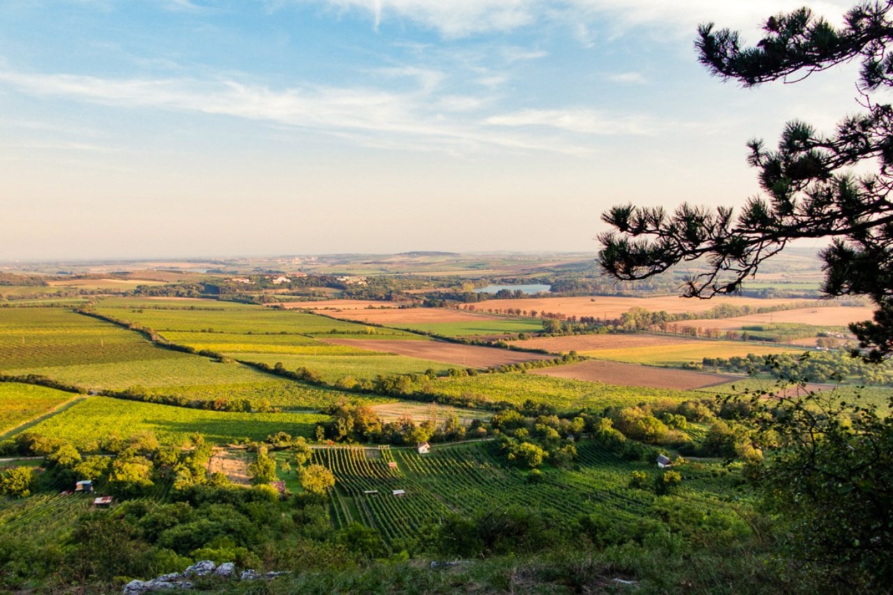 Wine from Czech Republic, Moravia wine country - Veronika Primm