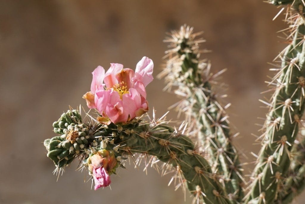 مسارات المشي لمسافات طويلة في نصب Bandelier الوطني 10 زهرة الصبار تتفتح مع حديقة ومتنزه بانديلير التذكاري الوطني.