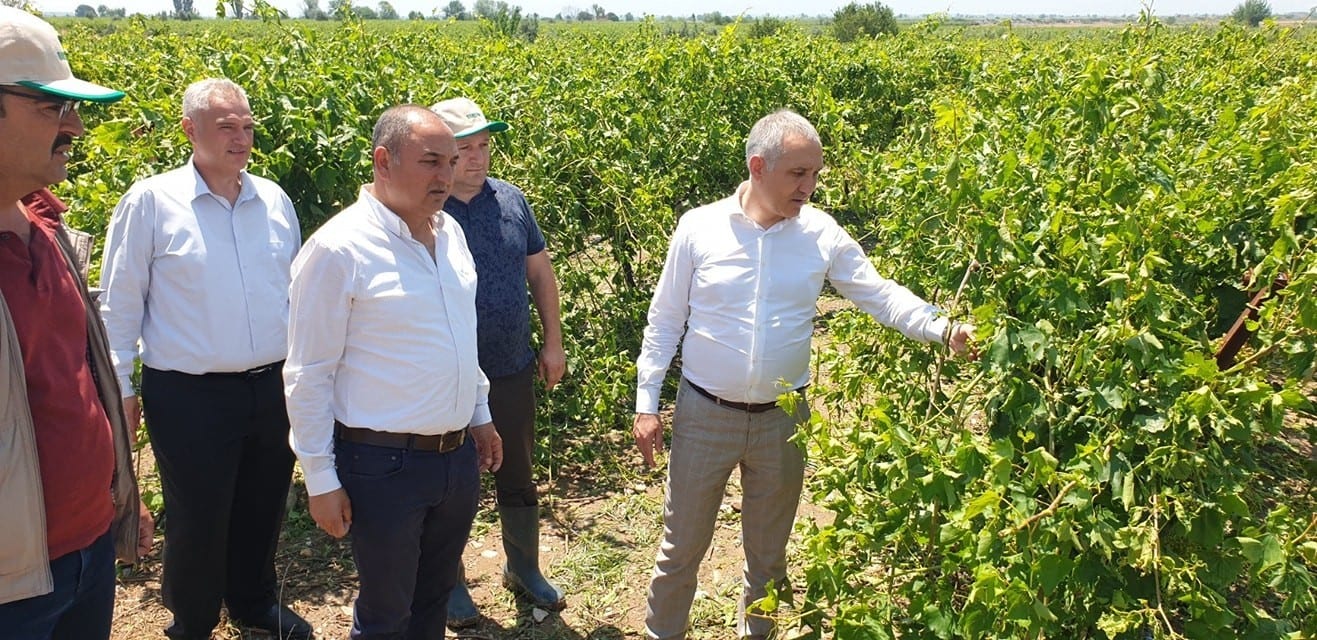 Öztürk, Salihli’de doludan etkilenen tarım arazilerini inceledi