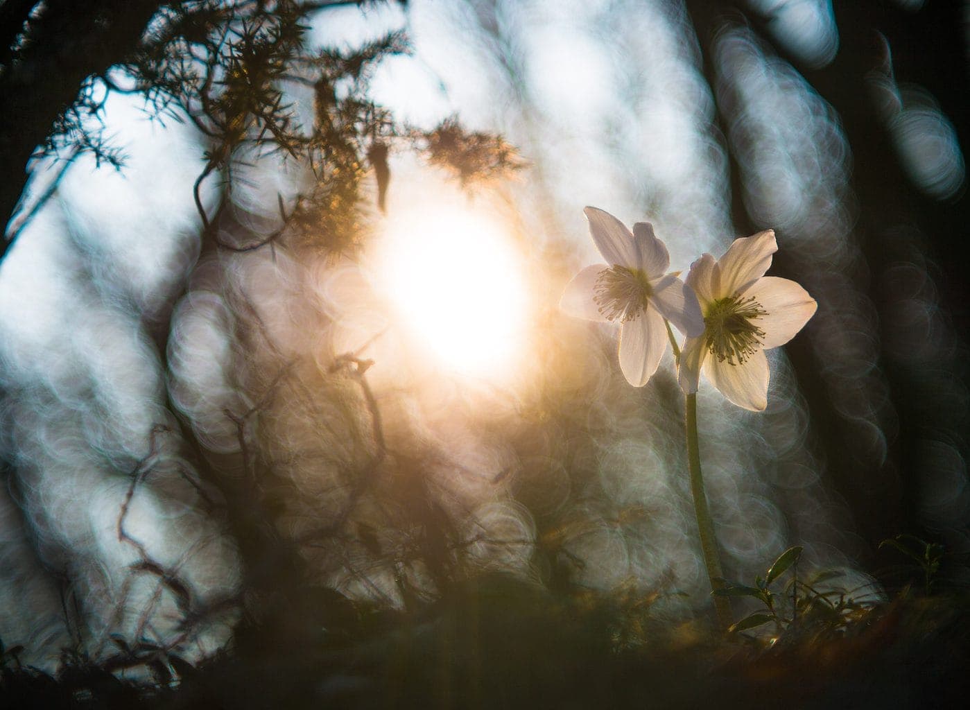 Helene Fleming, Energy Works