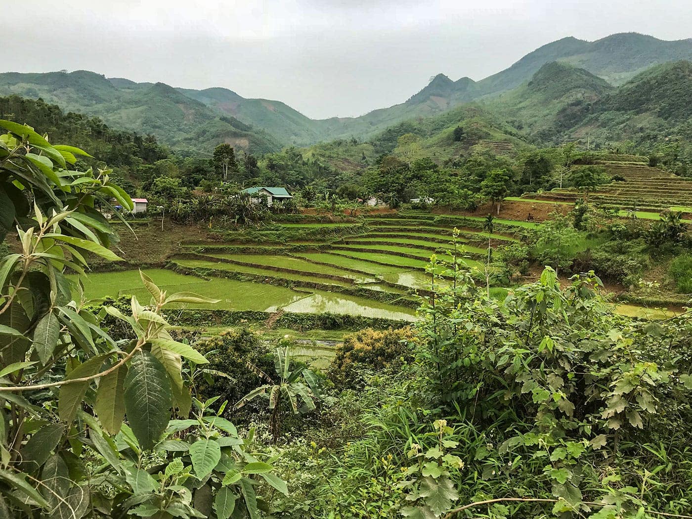 Rice Terraces