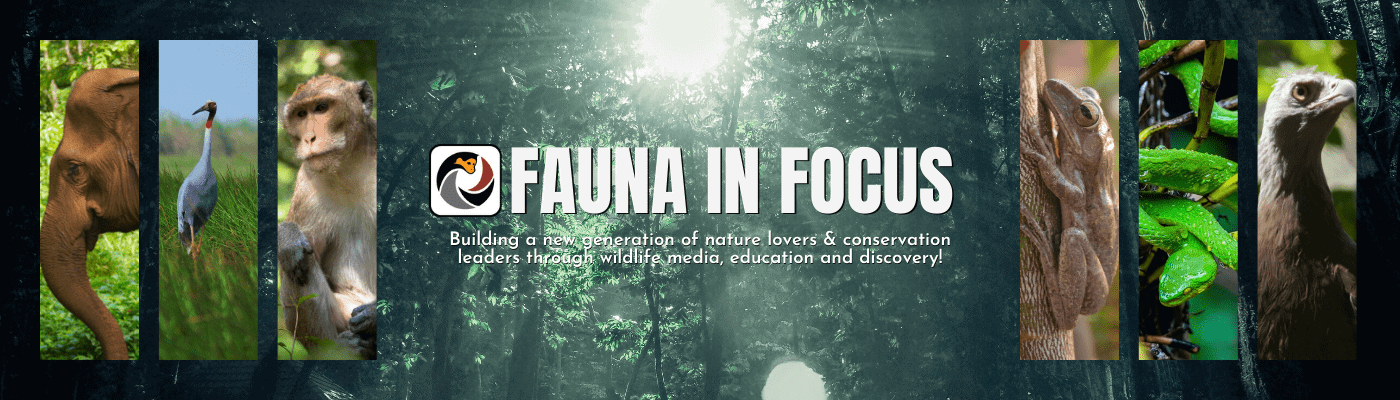Fauna in Focus