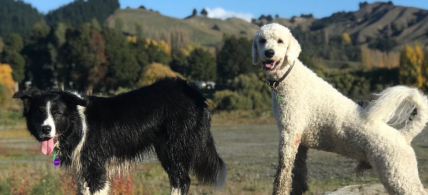 Dog Training with Lewis Nicholls & Hannah Sadgrove