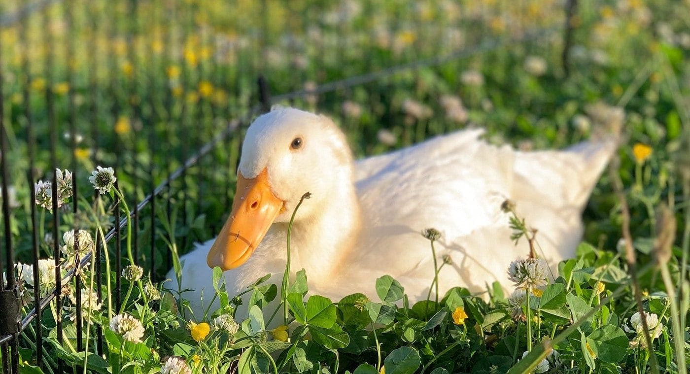 Blackbird Animal Refuge