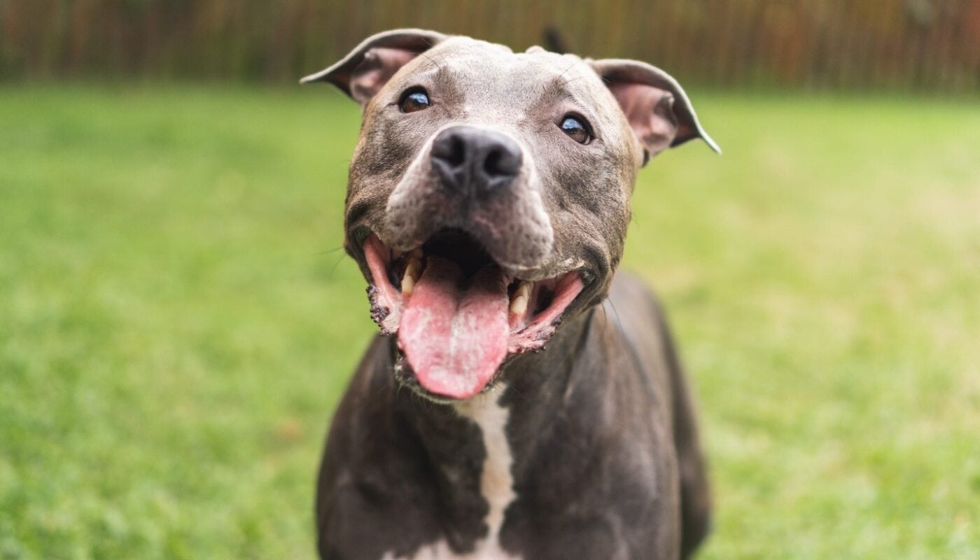 Right Nutrition for Your Dog’s Needs