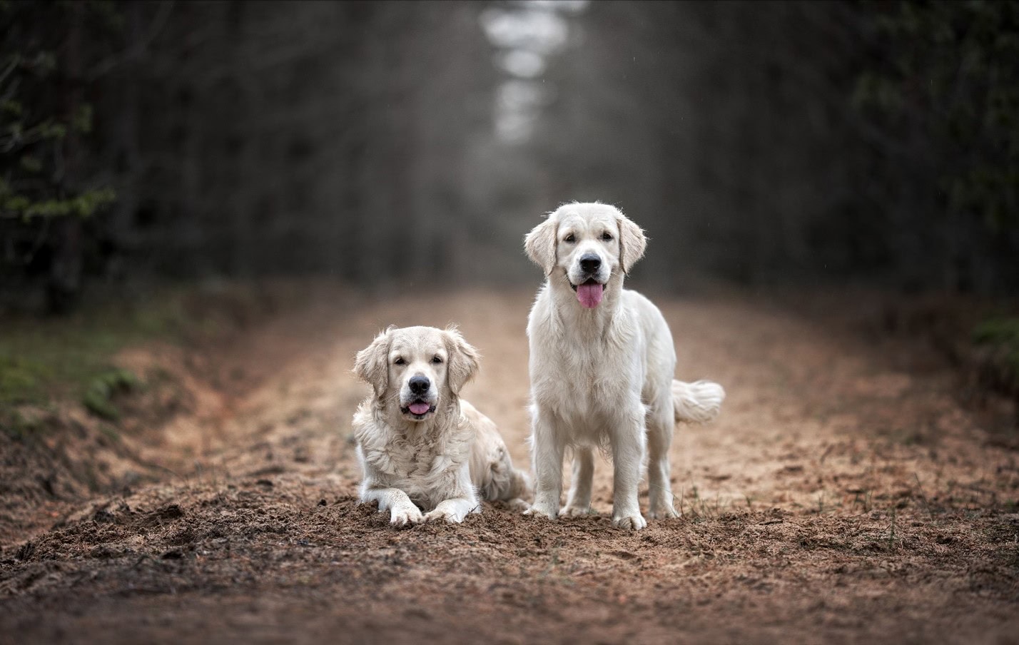 The Pride Dog Food Protein Powerhouses