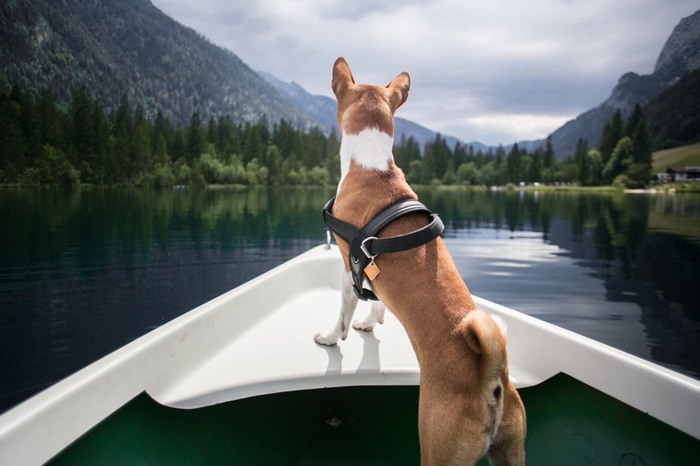 Cynthia Maro on Breed-Specific Cancer