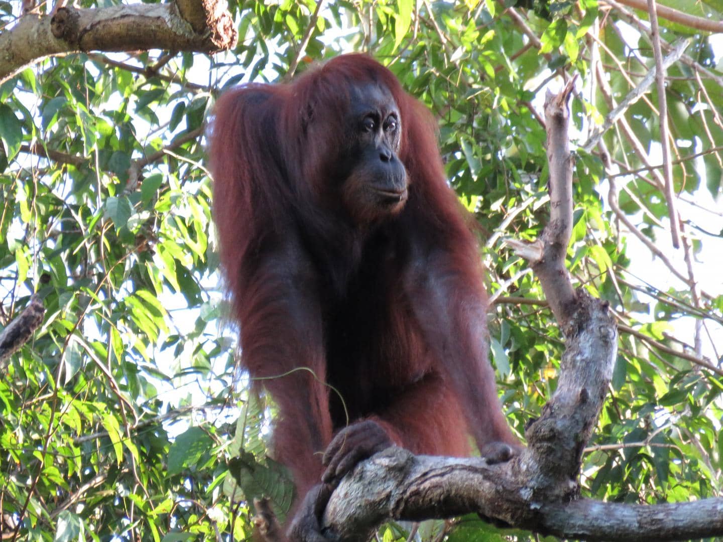 Bornean orangutan