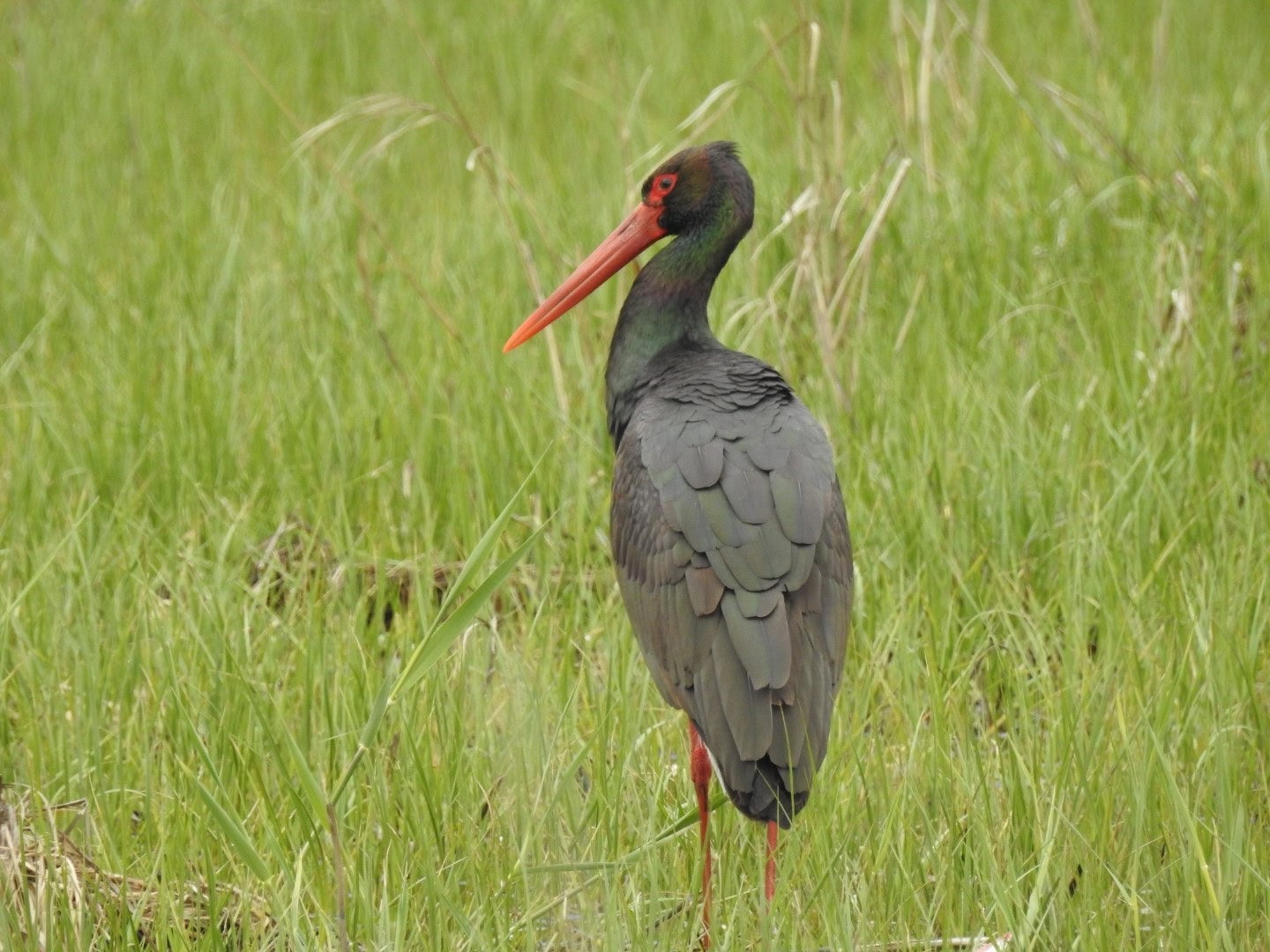 Manisa’da 10 yıl sonra ilk kez kara leylek görüldü