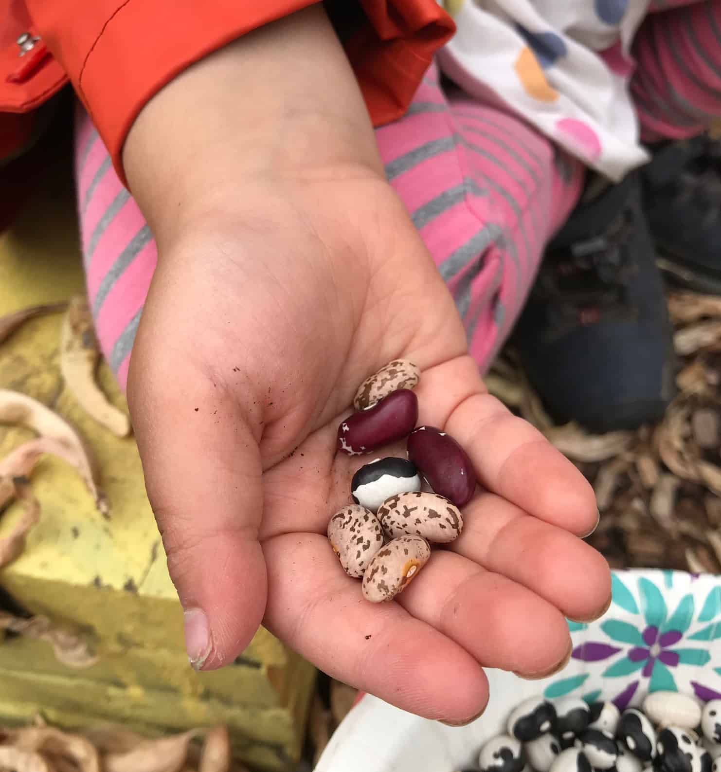 Seeds in a child's hand