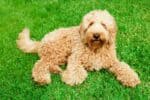 Labradoodle Rescue