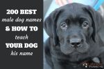 Best Male Dog Names