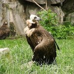 ハゲワシ