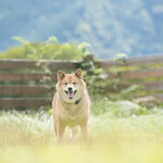 草原の柴犬,犬の素材