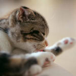 猫の写真