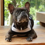 フレンチブルドッグ,犬の素材