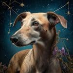 Sagittarius zodiac and Greyhound