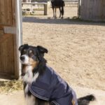 kišno ćebe za psa d&l