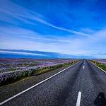 road between purple flowers