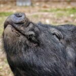 Northern Ireland attractions - Mountpanther Farm