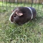 Mountpanther Farm | Co. Down