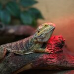 Mountpanther Farm | Co. Down