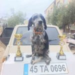 MANİSA’NIN SARIGÖL İLÇESİNDE YAŞAYAN AVCI ETHEM TOLGA KARATAŞ, UŞAK’TA DÜZENLENEN ST. HUBERT MİLLİ TAKIM SEÇMELERİ’NDE ELDE ETTİĞİ DERECEYLE 24 EKİM’DE SIRBİSTAN’DA GERÇEKLEŞTİRİLECEK DÜNYA ŞAMPİYONASI’NDA TÜRKİYE’Yİ TEMSİL ETME HAKKI KAZANDI.