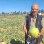 MANİSA'NIN SARIGÖL İLÇESİNDE ÇİFTÇİLİK YAPAN HASAN HÜSEYİN CERİT, YILLARDIR DEDELERİNDEN MİRAS KALAN ATA TOHUMU KARPUZLARI TOPRAKLA BULUŞTURMAYA DEVAM EDİYOR.