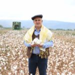 İNCİRLİOVA’DA PAMUK HASADI BAŞLADI