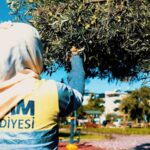 DİDİM BELEDİYESİ, ZEYTİN HASADINA BAŞLADI