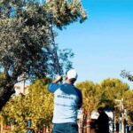DİDİM BELEDİYESİ, ZEYTİN HASADINA BAŞLADI
