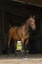 pomoćni dizgin za lonžiranje norton 2