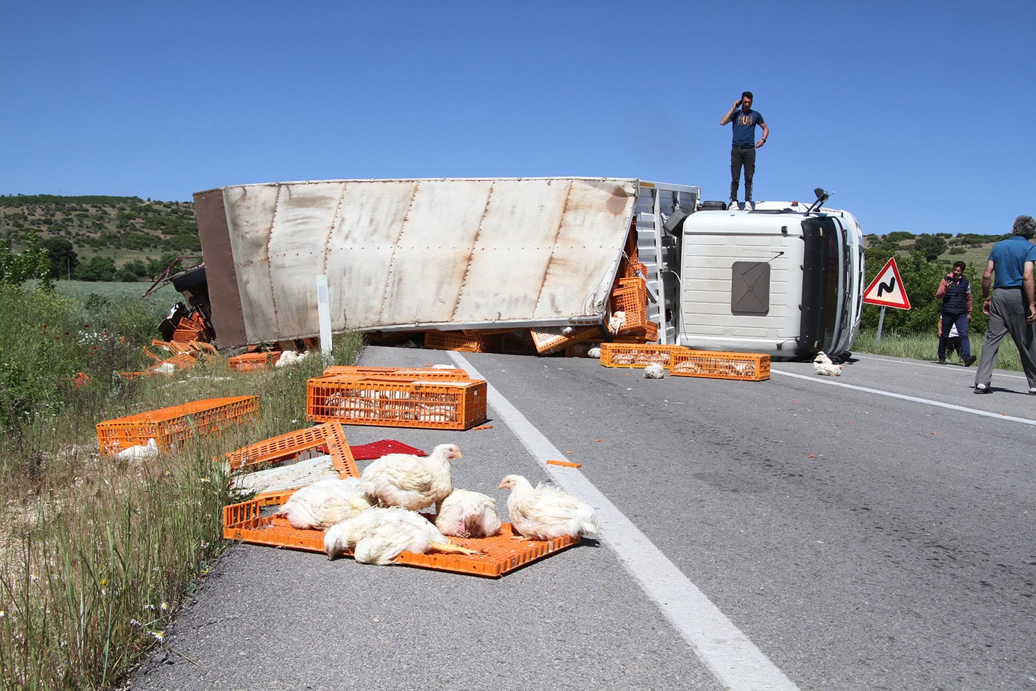 Canlı tavuk yüklü tır devrildi, yüzlerce tavuk telef oldu
