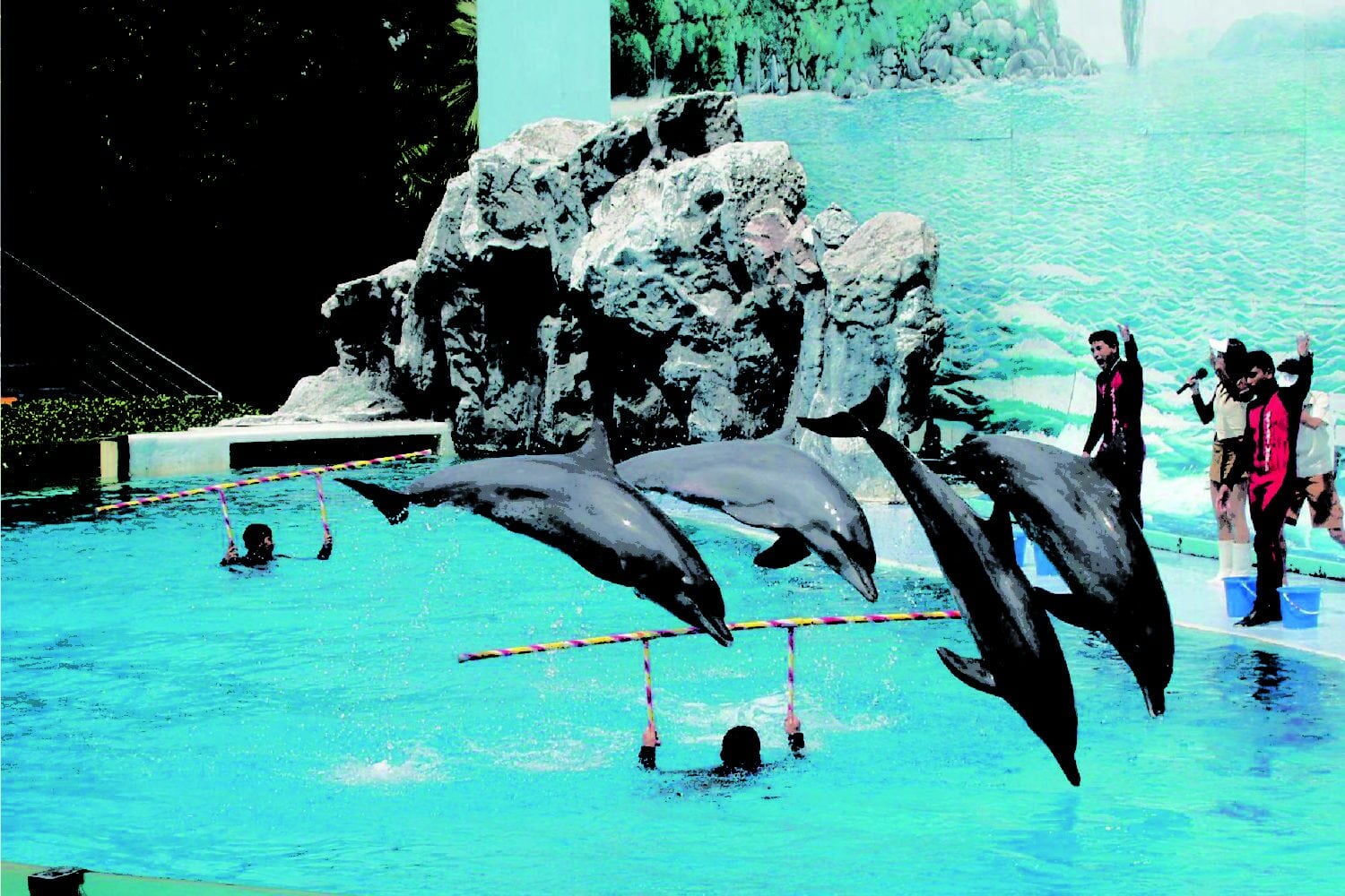 Pattaya Dolphin Show