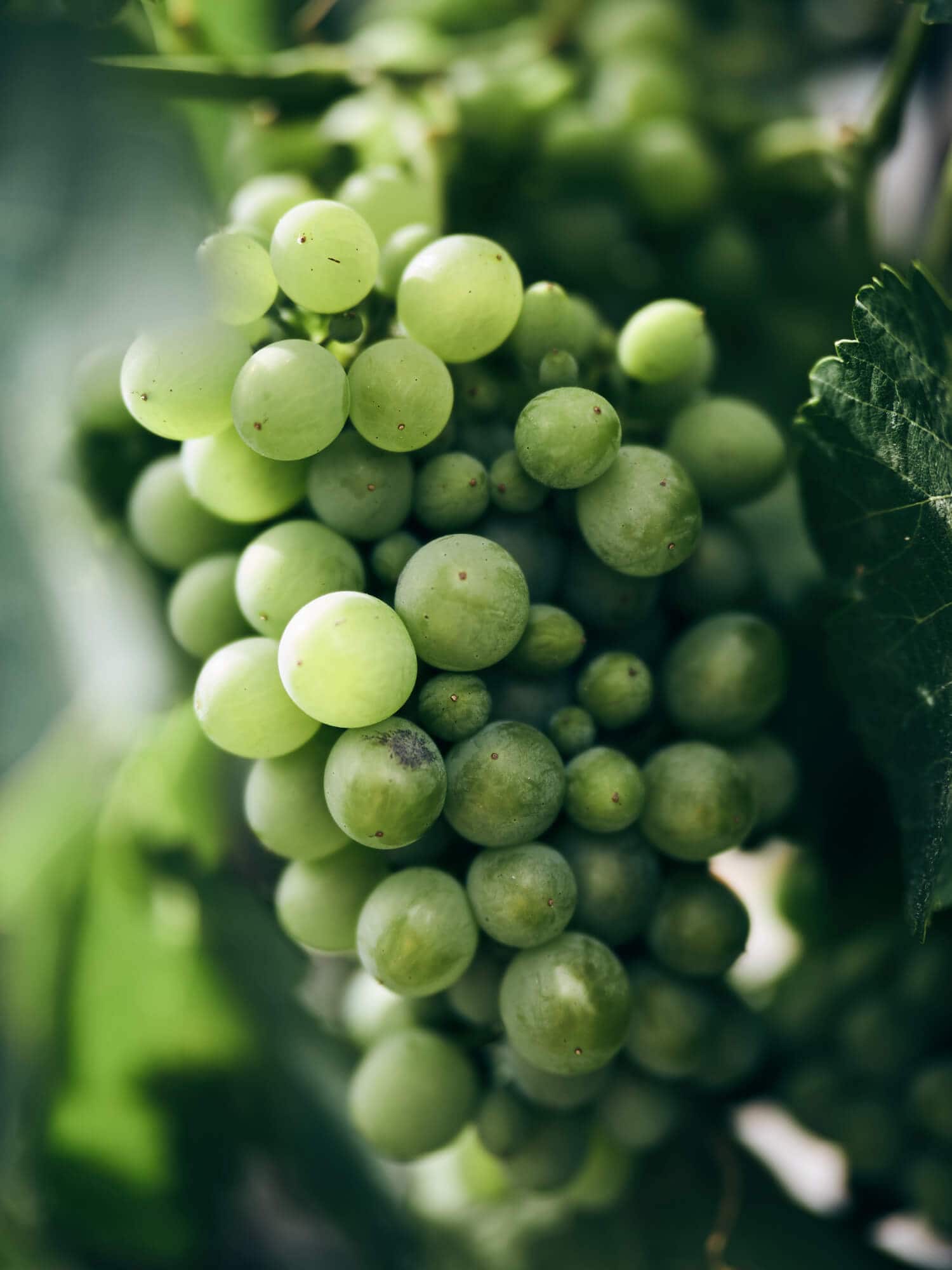 Obst und Gemüse vom Biolandhof Fetz Obst und Gemüse vom Biolandhof Fetz