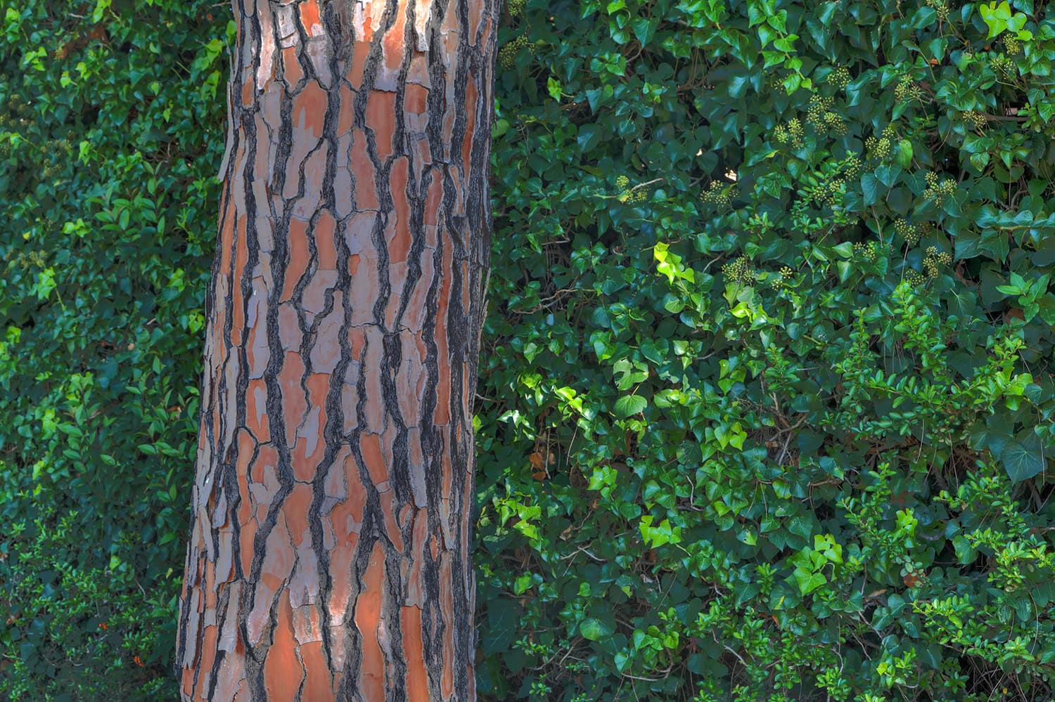 Tree trunk set in the foliage behind it
