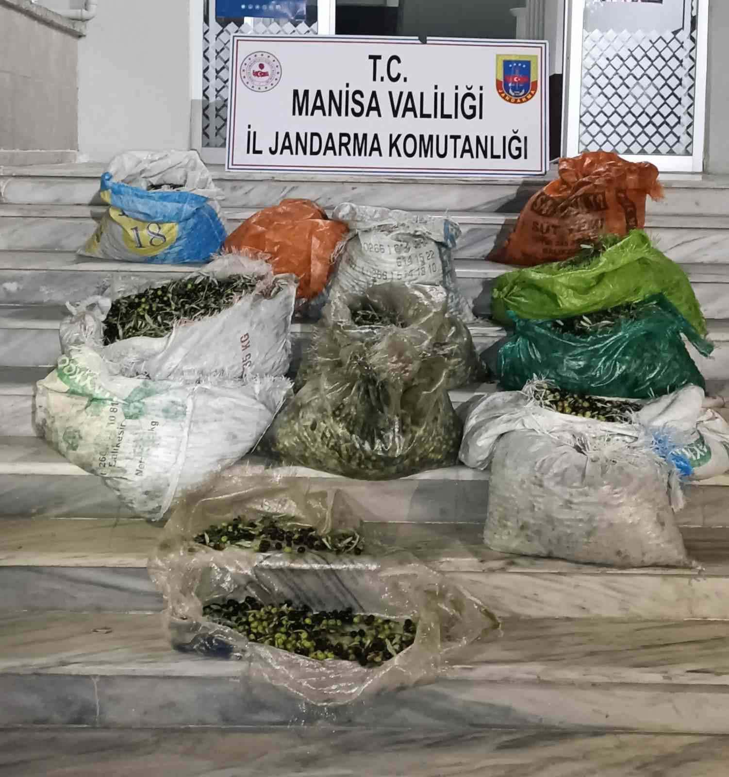 Zeytin hırsızlığına 4 gözaltı