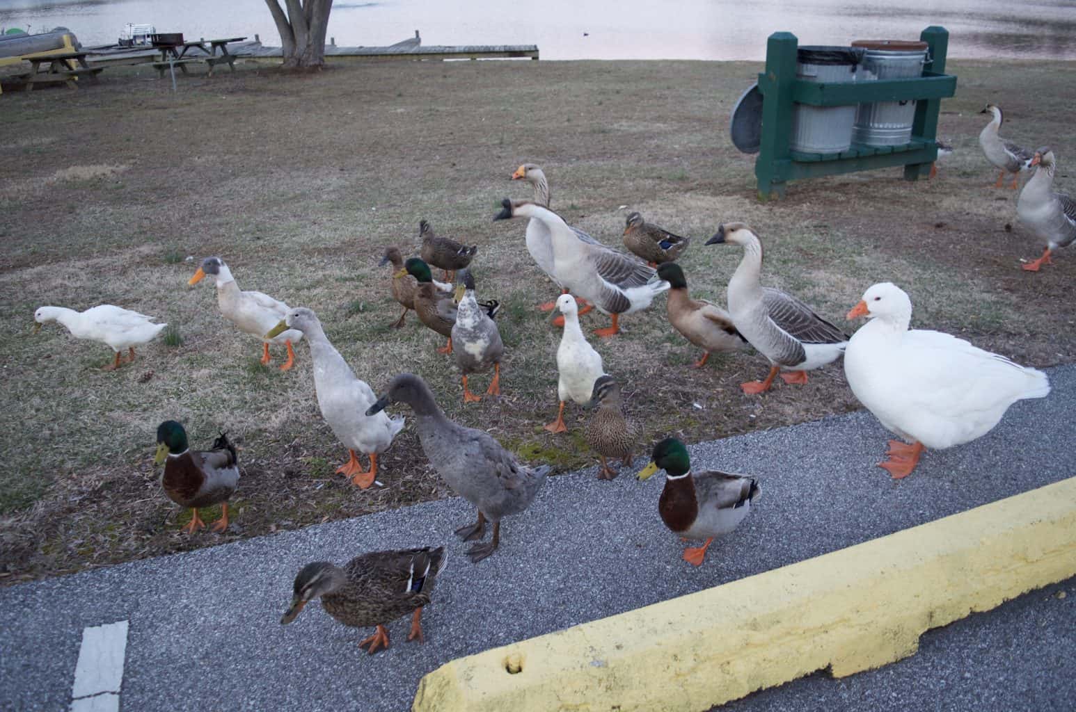 ducks and geese at campground beach