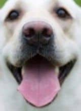 close up of a smiling yellow labradors face