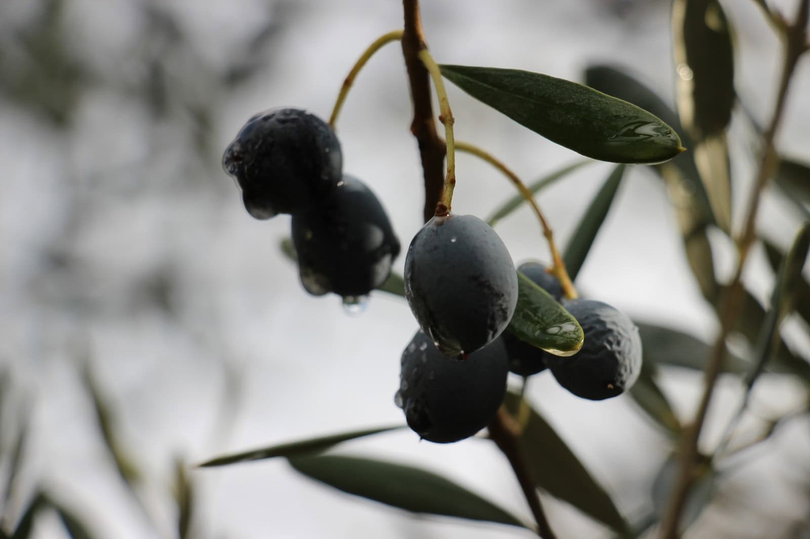 Efeler İlçe Tarım Müdürlüğü’nden ÇKS uyarısı