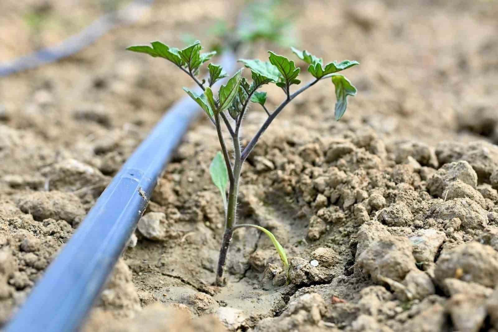 Gördes’te 73 bin domates fidesi toprakla buluşuyor