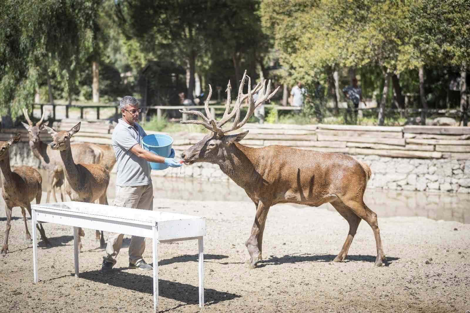 İyileşen kızıl geyik yeni yuvasında