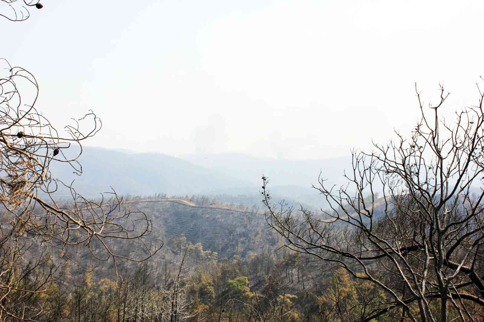 Yeşil örtü siyaha büründü