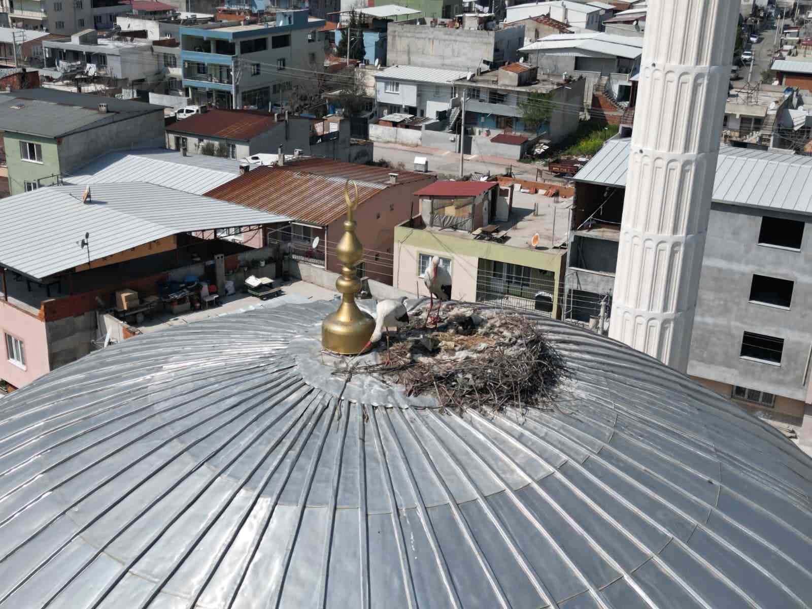 Kubbedeki leylekler mahalle yaşantısına renk katıyor