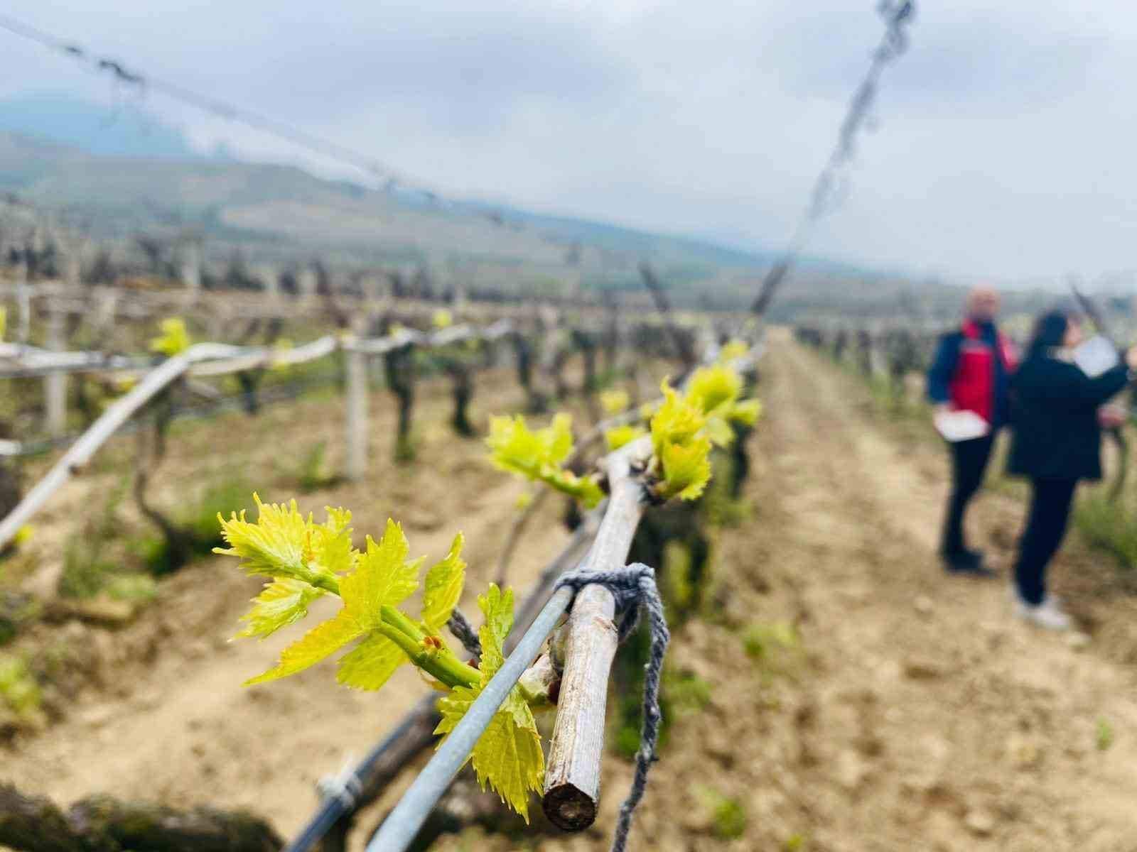 Salihli’de yağışlar Ölükol riskini artırdı