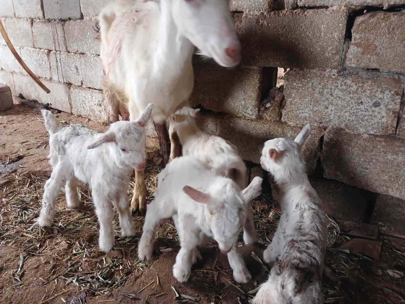 Süt rekortmeni Saanen keçiden dördüz doğum